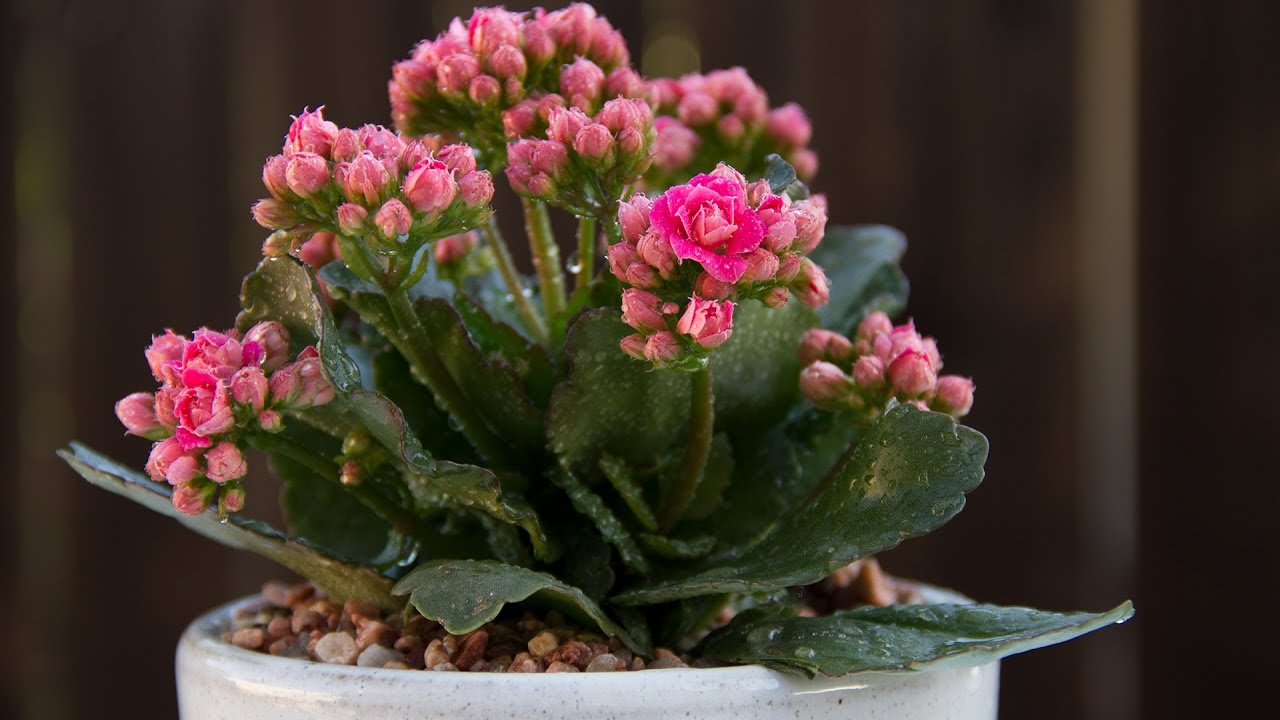 kalanchoe blossfeldiana