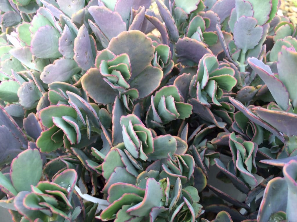 Variedades de Kalanchoe