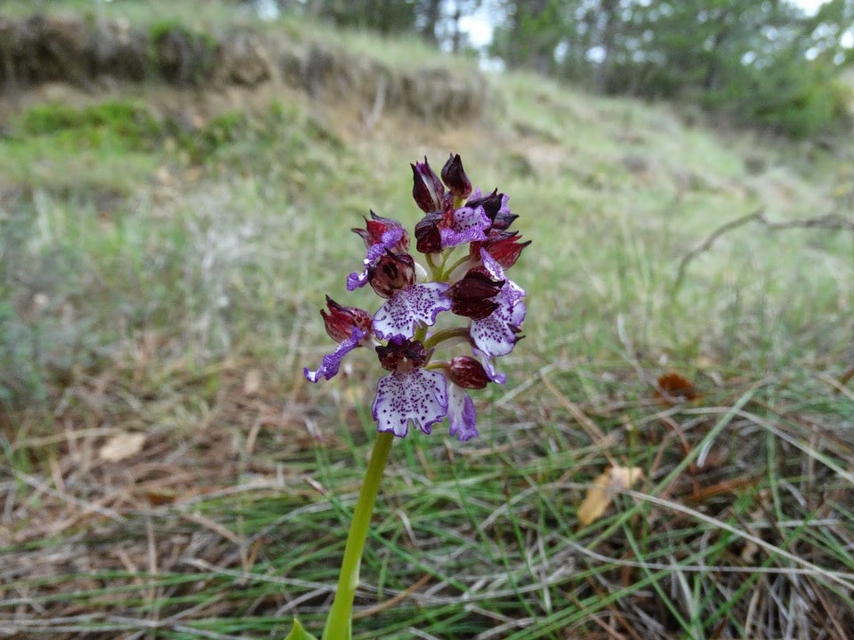orquídeas silvestres