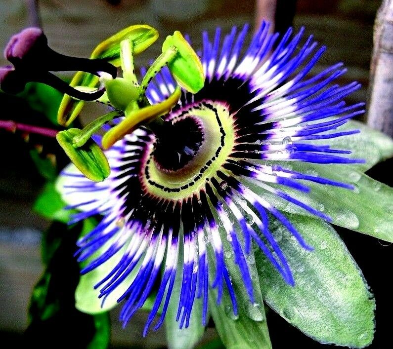 Passiflora caerulea