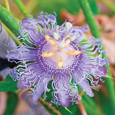 Passiflora caerulea