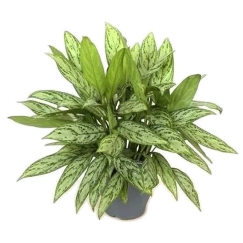 aglaonema