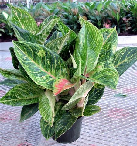 aglaonema