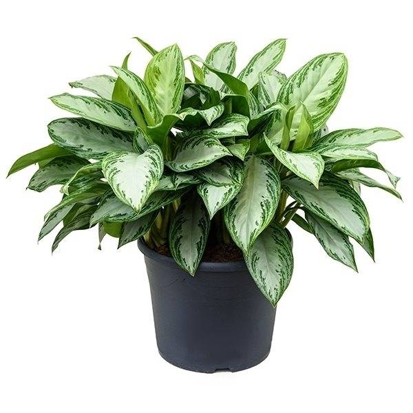 aglaonema
