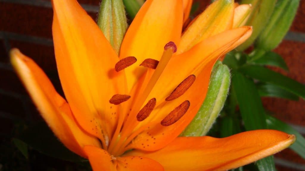 flor de amarilis