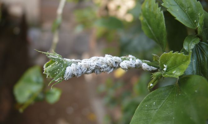 galan de la noche jazmin de noche