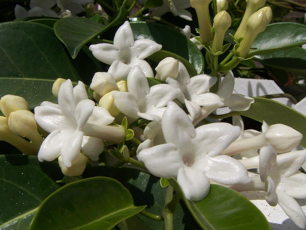 jazmin enano o jazmin kimura