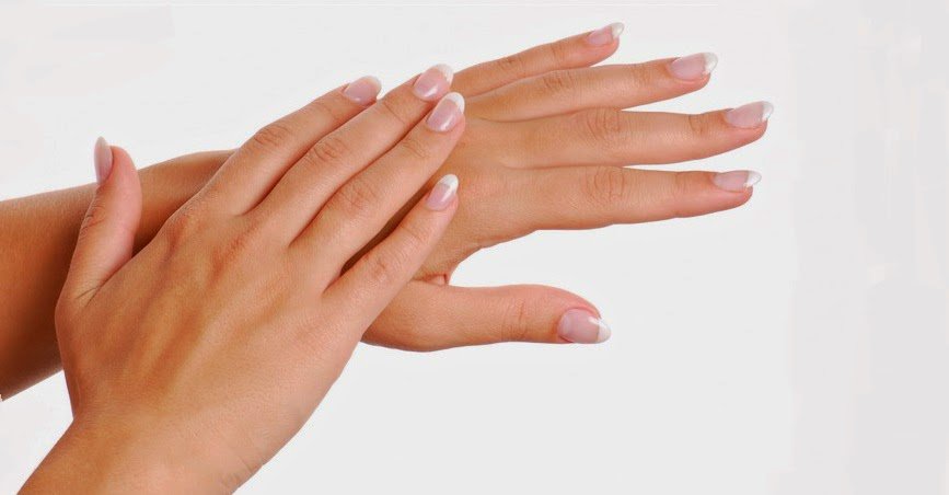 kalanchoe blossfeldiana