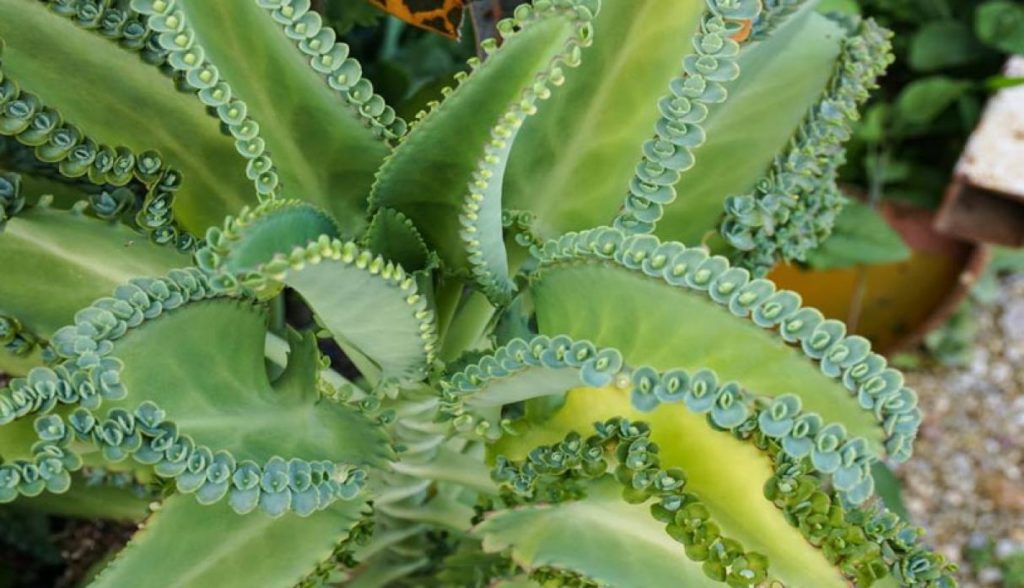 Kalanchoe: Origen, variedades, descripción, y más