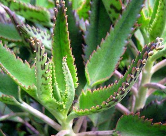 Origen del Kalanchoe