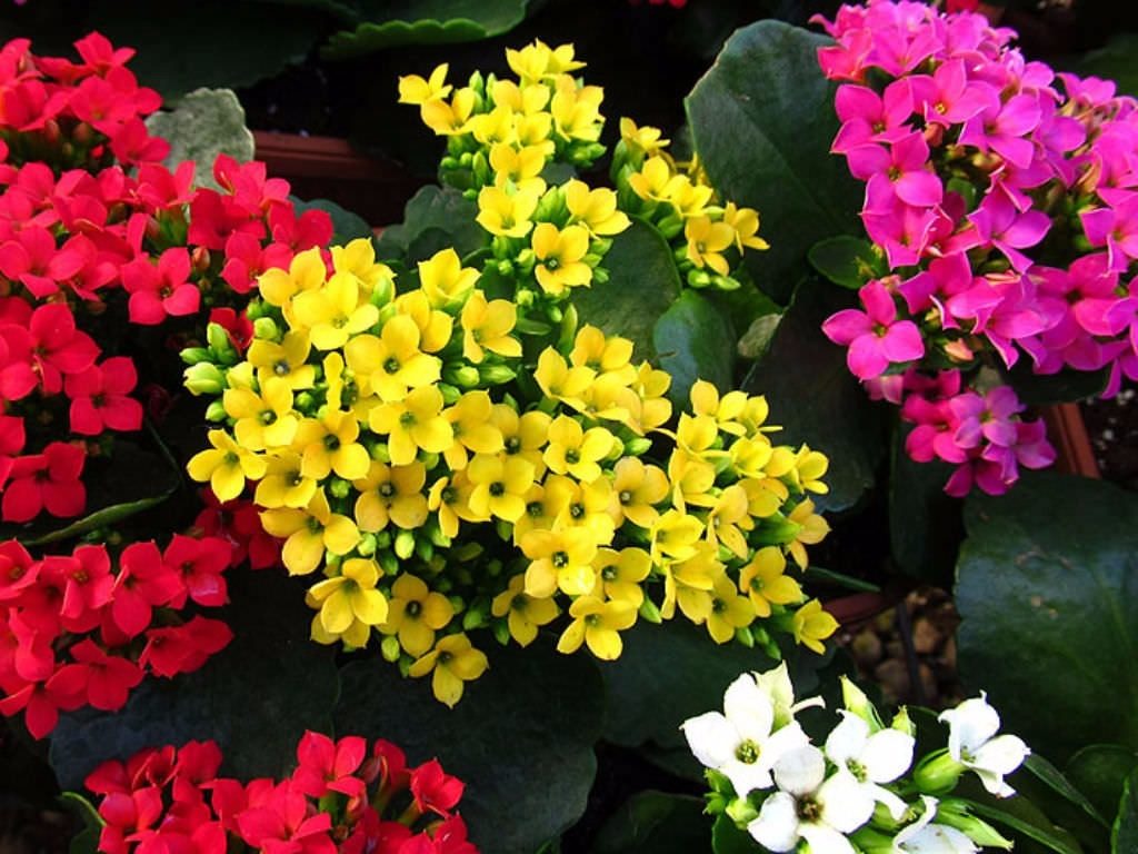 KALANCHOE Origen, variedades, descripción, y más