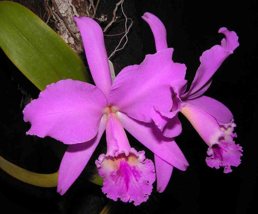orquídea silvestre