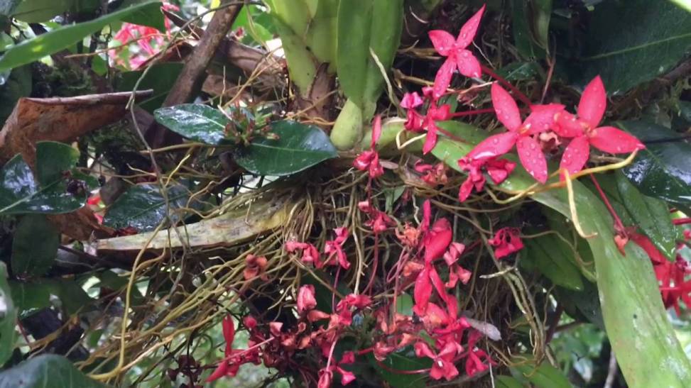 orquídeas silvestres