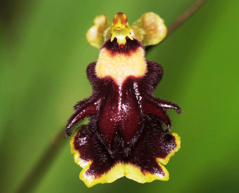 orquídeas silvestres