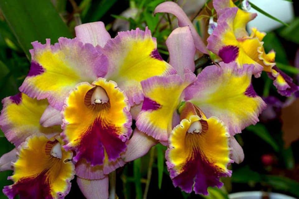 orquídeas silvestres