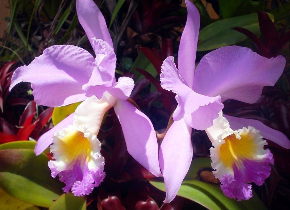 orquídeas silvestres