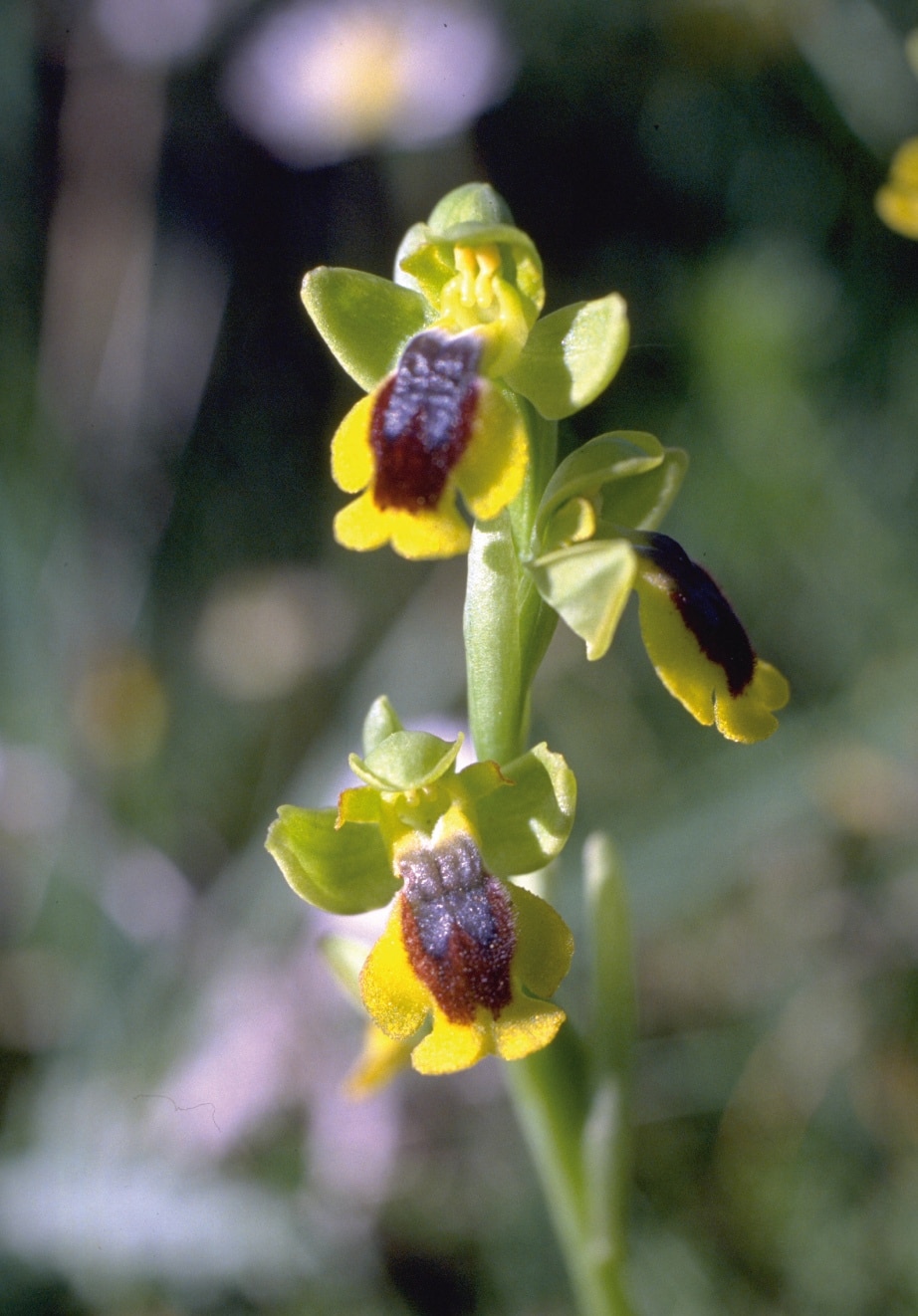 orquídeas silvestres