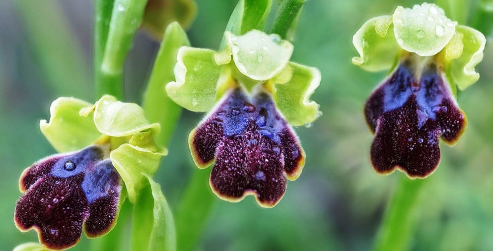 orquídeas silvestres