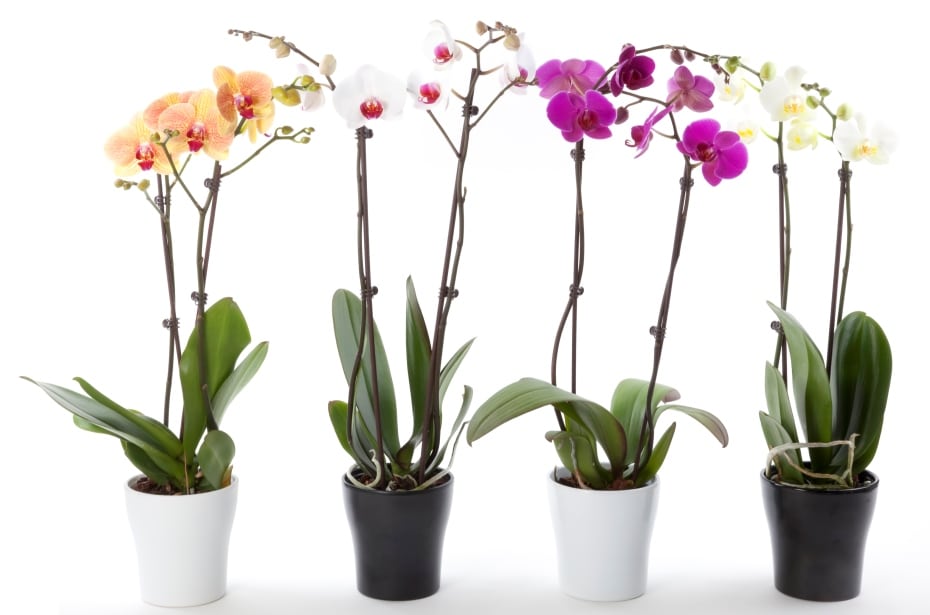 orquídeas silvestres