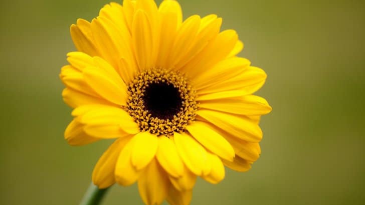 significado de las gerberas y sus colores