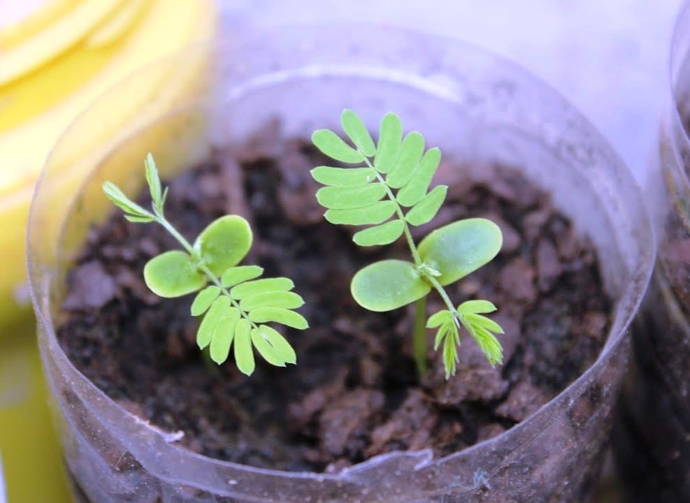 acacia Constantinopla