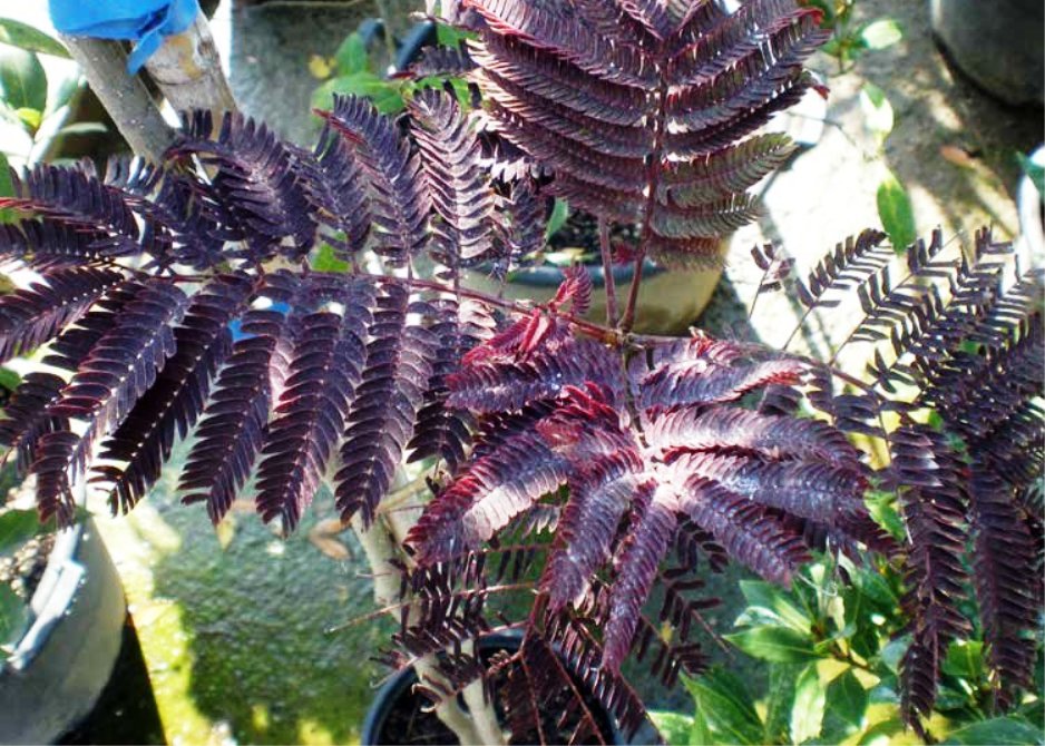 acacia Constantinopla