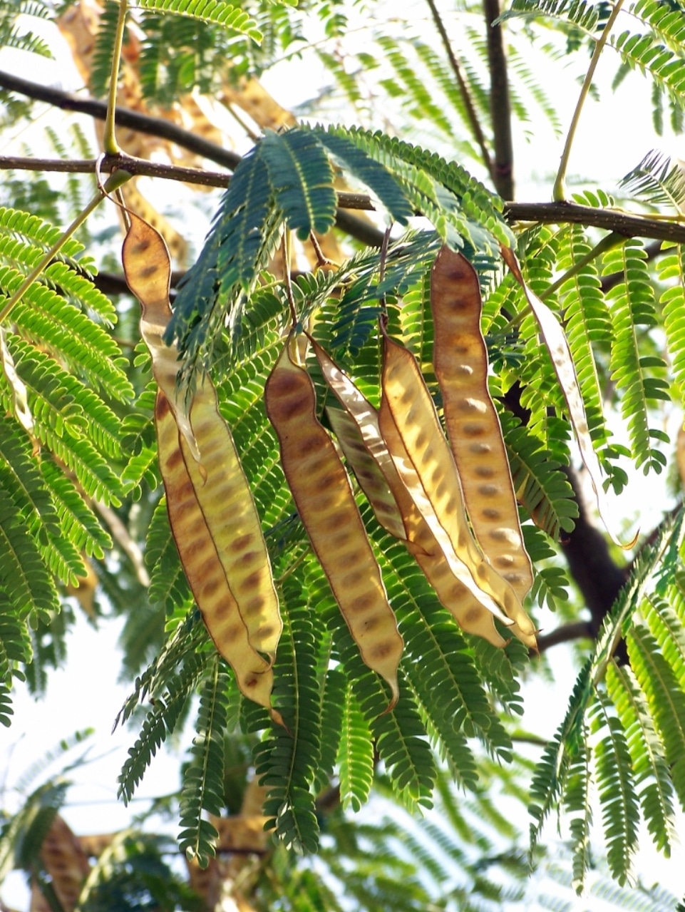 acacia Constantinopla