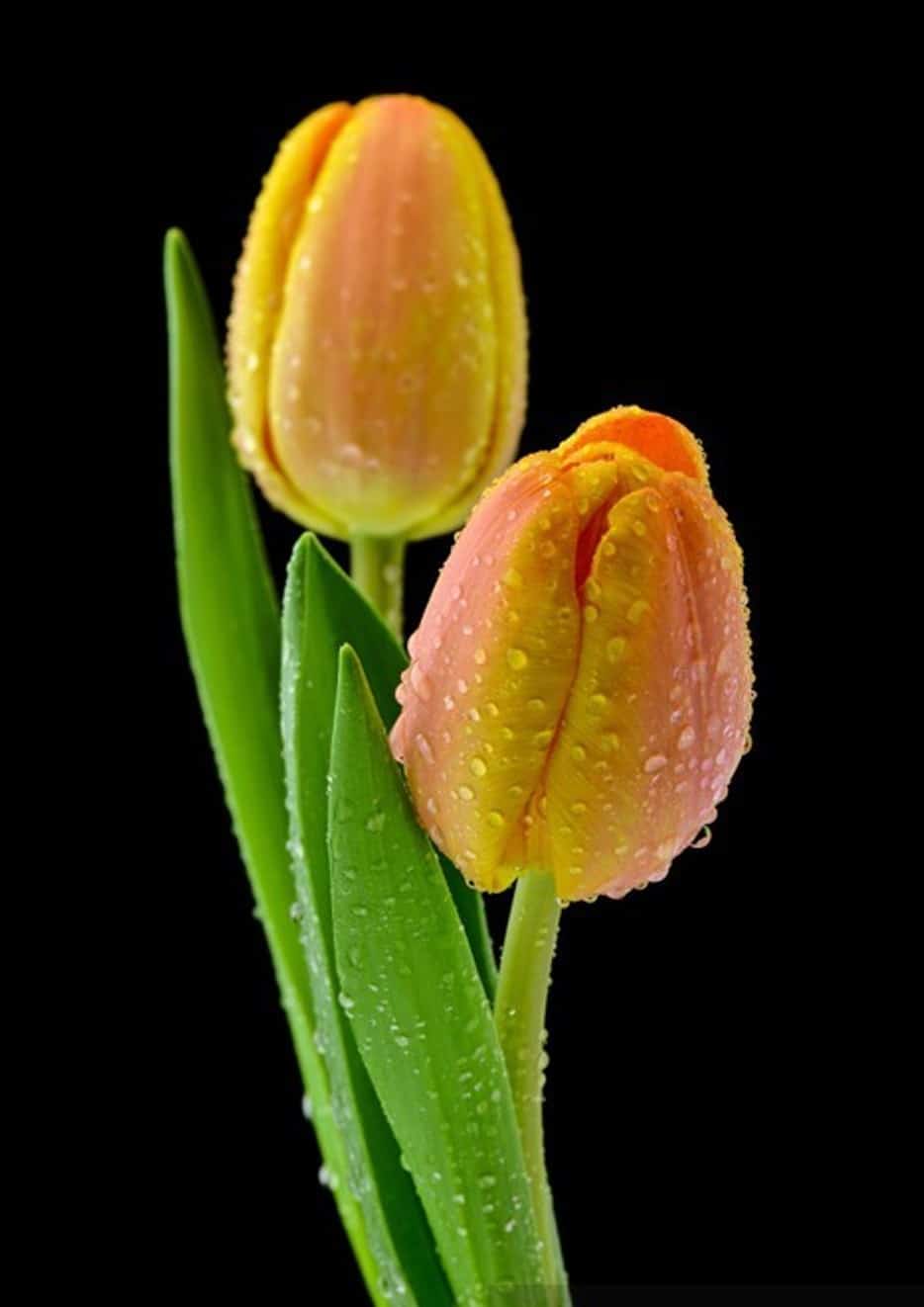 cada cuanto se riega un tulipán