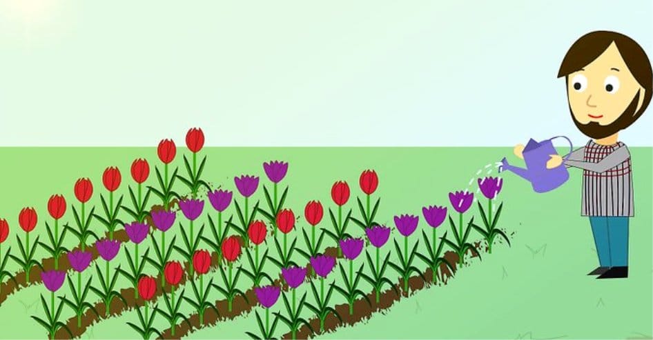 cada cuanto se riega un tulipan