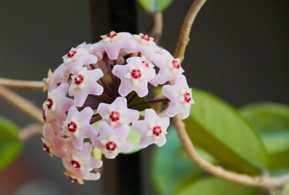 características de la clepia o flor de cera