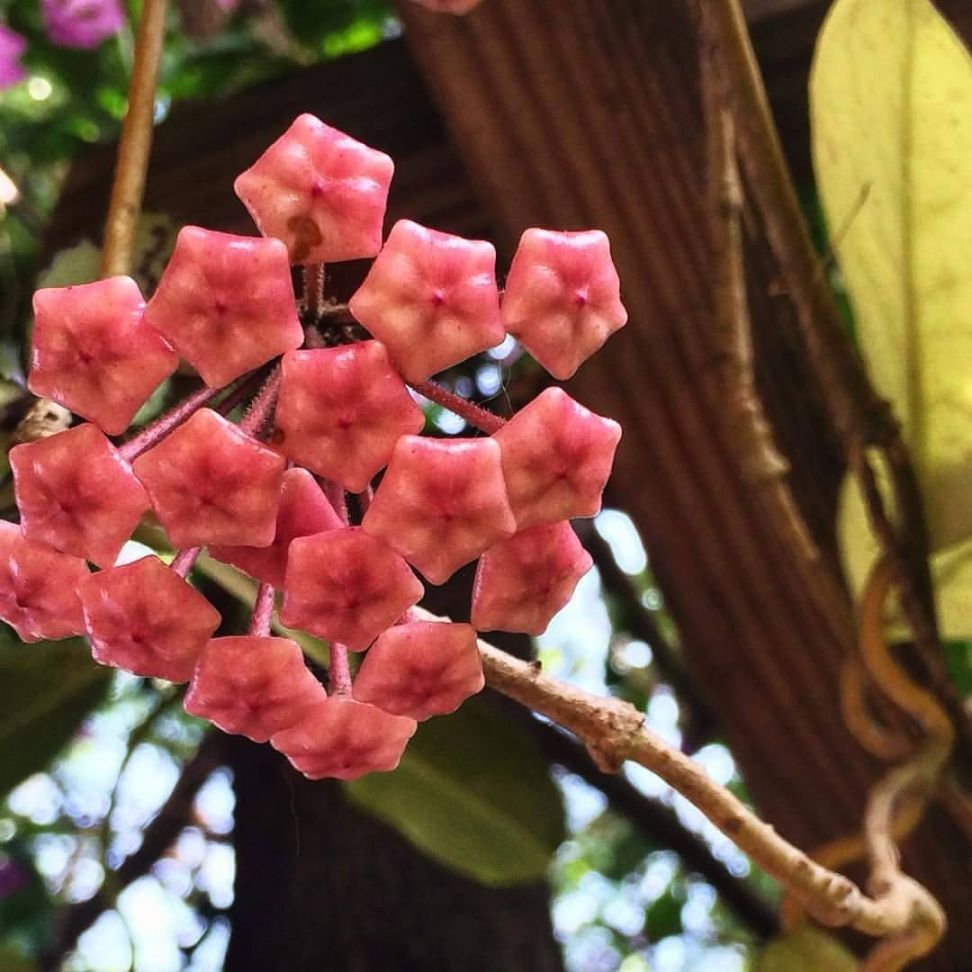 características de la clepia o flor de cera