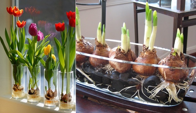como cultivar bulbos de tulipán en agua