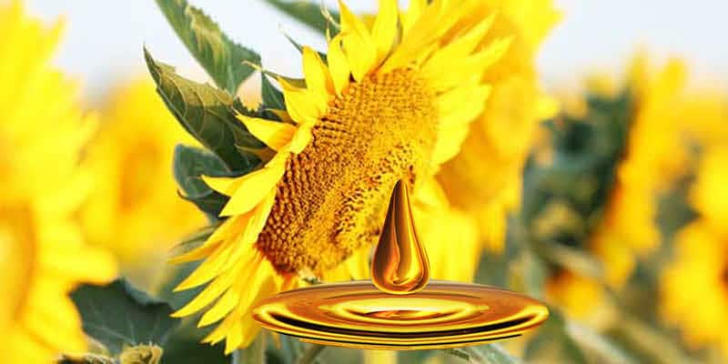 cuantas clases de girasoles existen