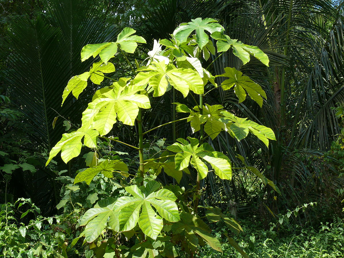 el guarumo