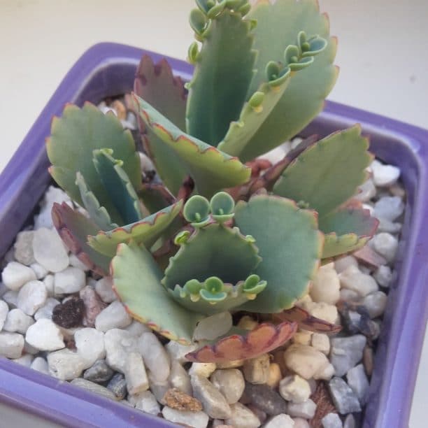 kalanchoe daigremontiana