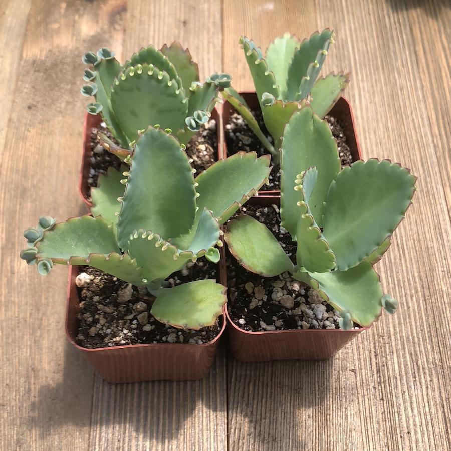 kalanchoe daigremontiana