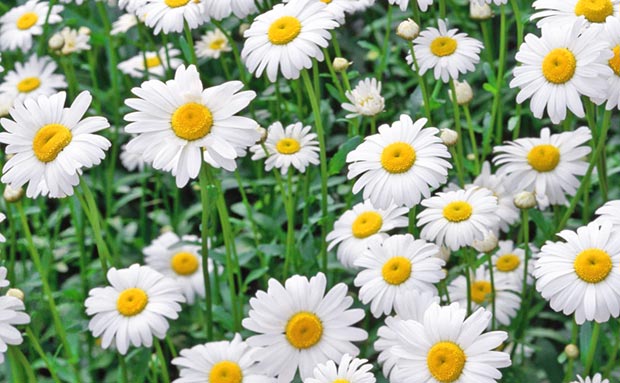 manzanilla silvestre