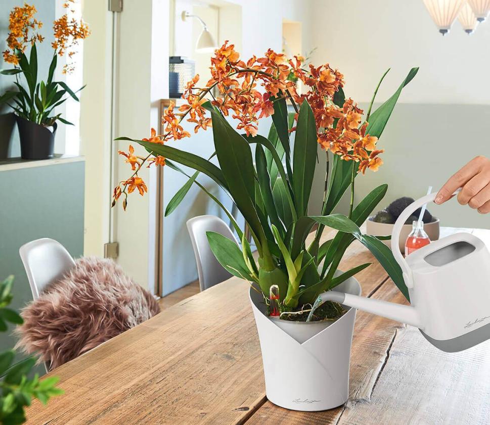 orquideas