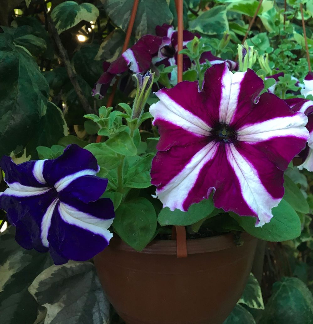 petunias