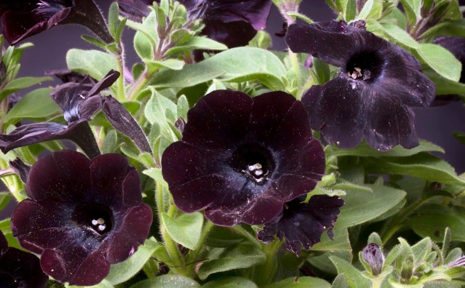 petunias