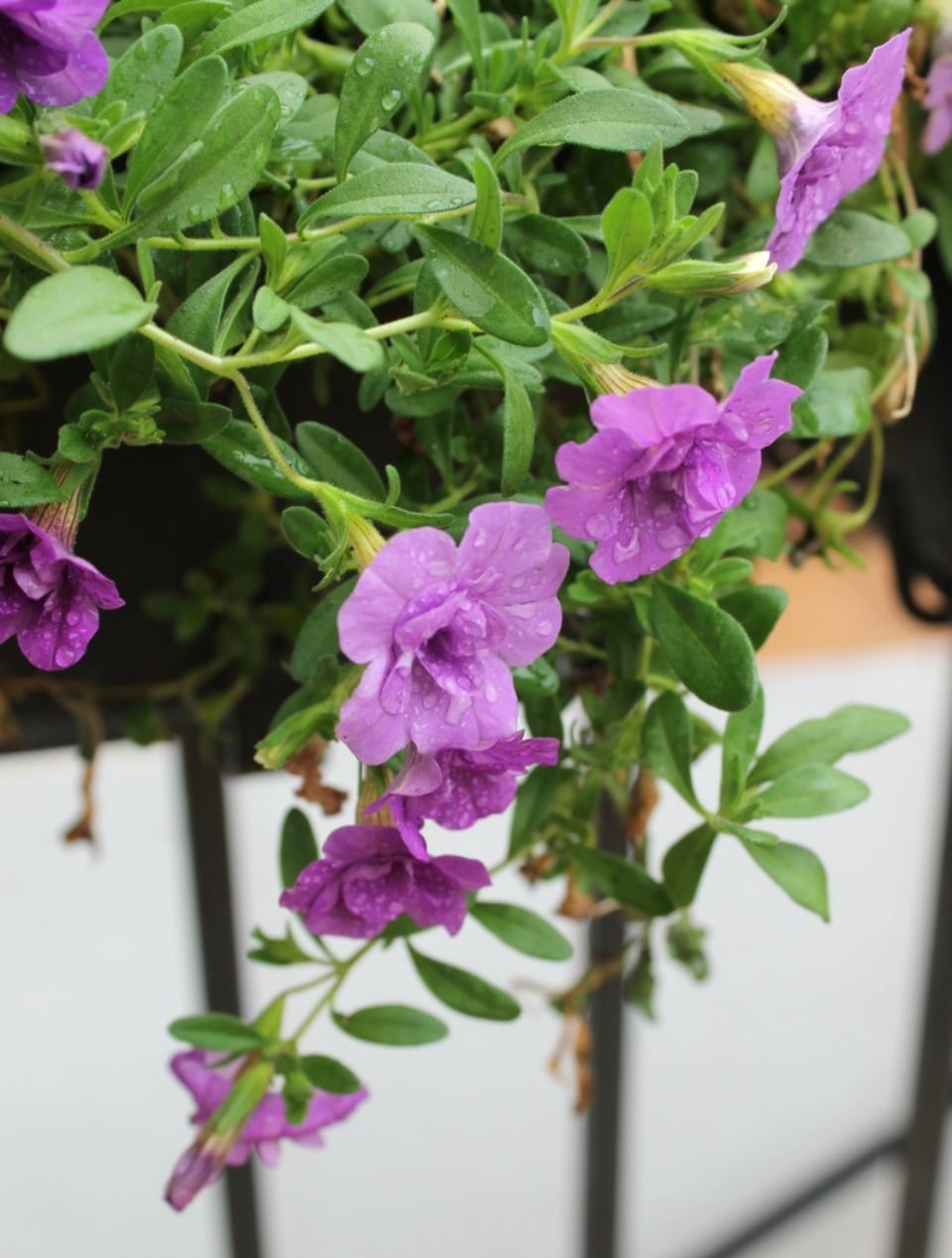 petunias