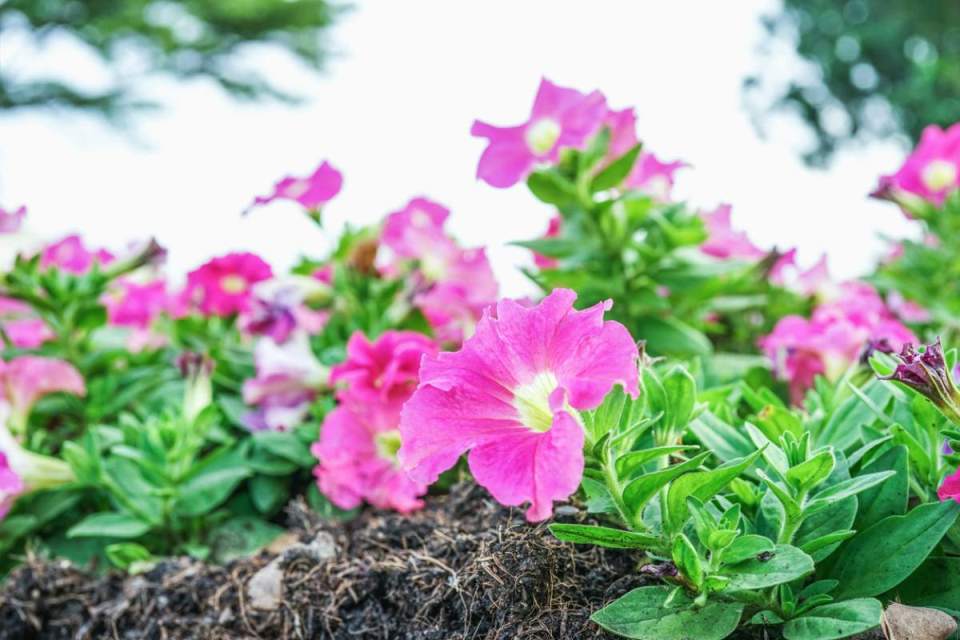 petunias