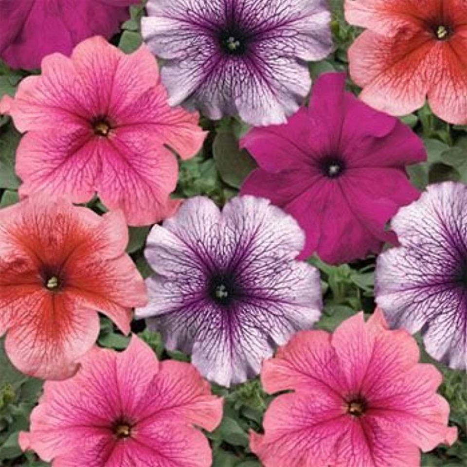 petunias
