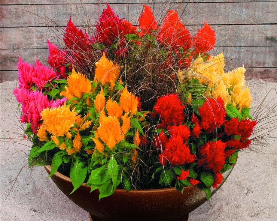 planta de celosia