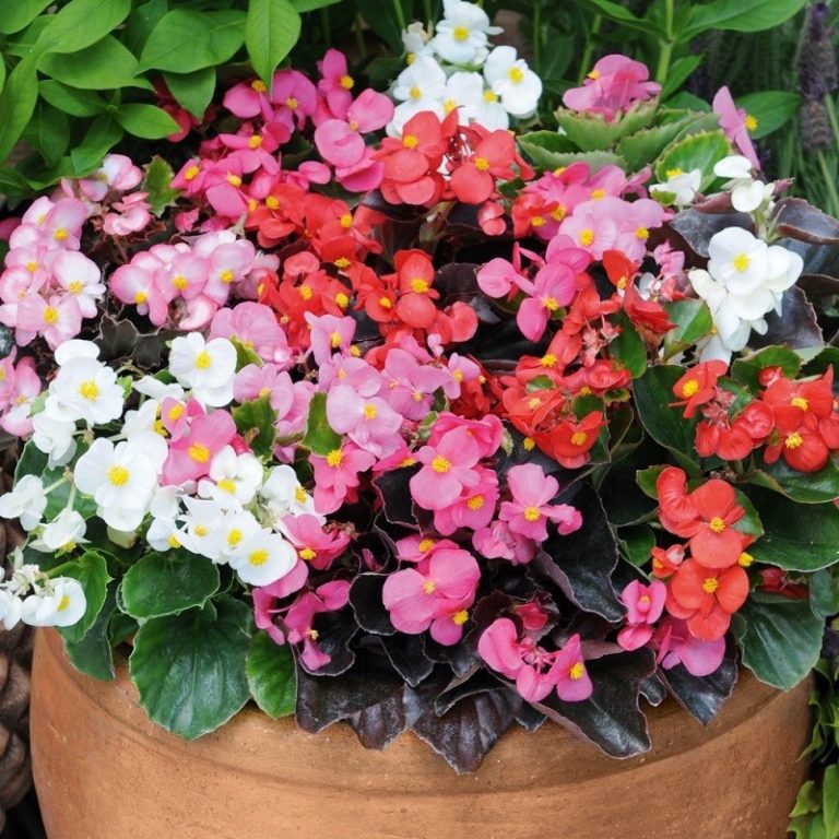 Descubre todo sobre los TIPOS O VARIEDADES DE BEGONIA