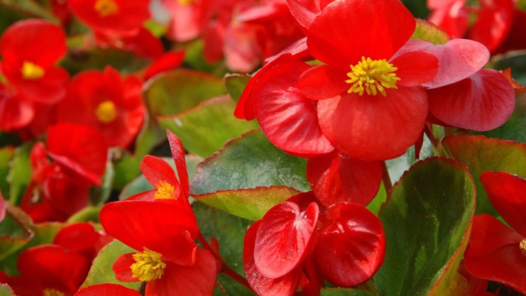 Descubre todo sobre los TIPOS O VARIEDADES DE BEGONIA