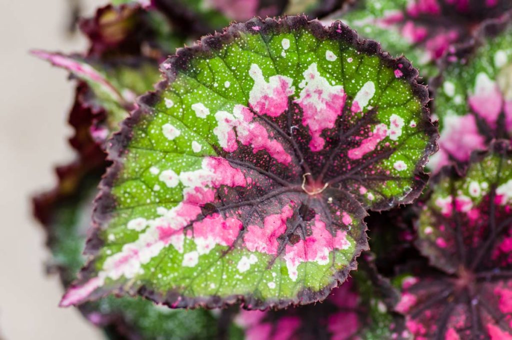 What Do Overwatered Begonias Look Like at Aaron Davis blog