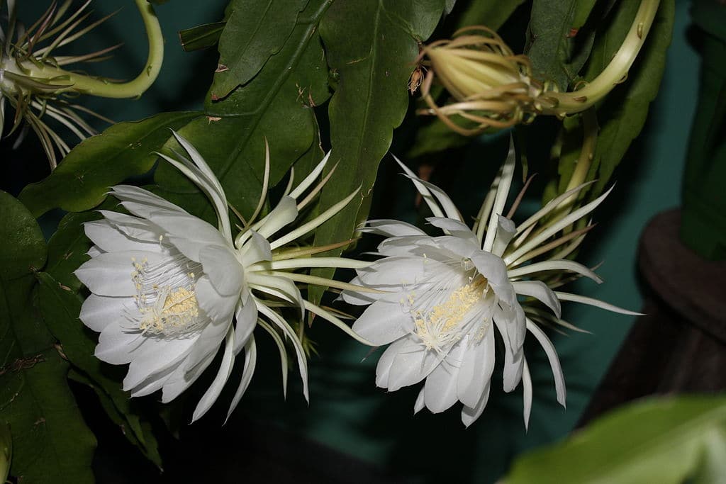 EPIPHYLLUM OXYPETALUM FLOR KADUPUL Historia, cultivo y más