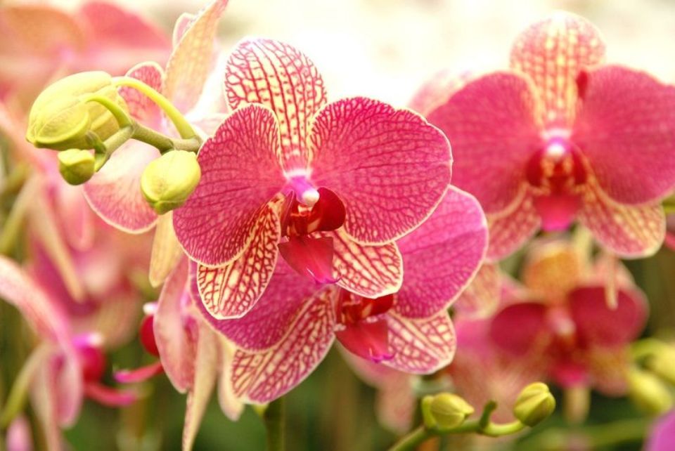 orquídeas phalaenopsis