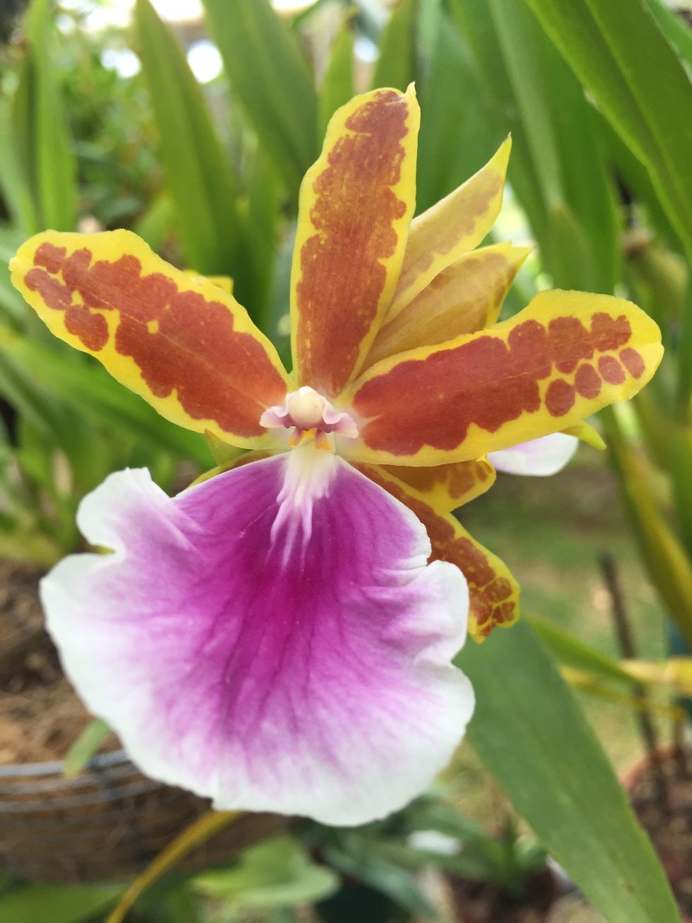 clases de orquídeas silvestres